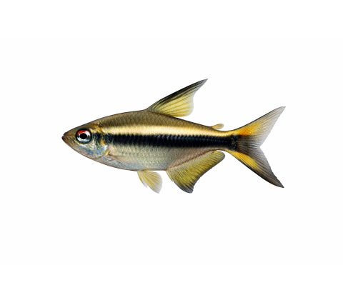 Kejser Tetra - Nematobrycon palmeri