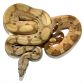 Kongeboa - Boa constrictor "Hypo / Salmon"