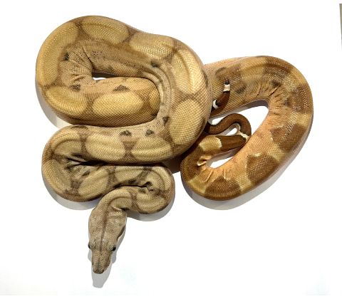 Kongeboa - Boa constrictor "Hypo / Salmon"
