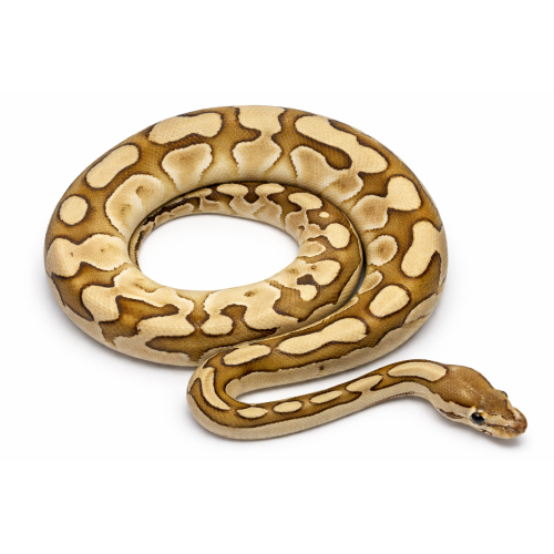 Kongepython - Python regius lesser blade crypton