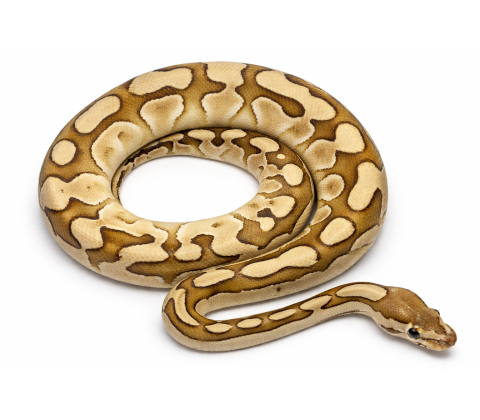 Kongepython - Python regius lesser blade crypton