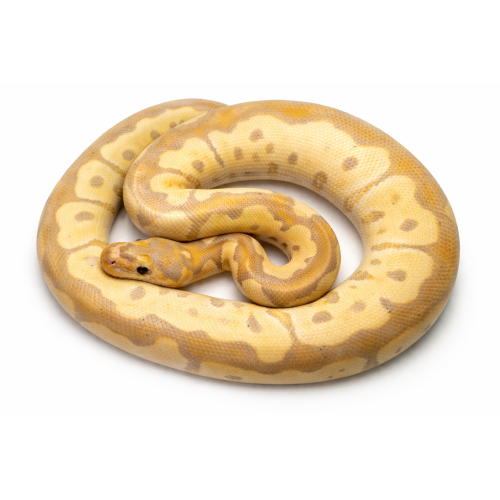 Kongepython - python regius morphs cg blade clown