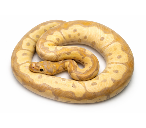 Kongepython - python regius morphs cg blade clown