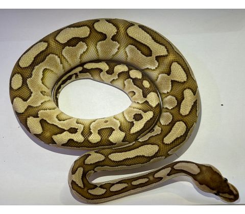 Kongepython - Python regius