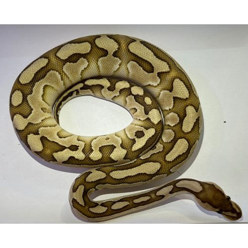 Kongepython - Python regius