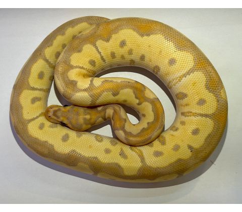 Kongepython - python regius mo