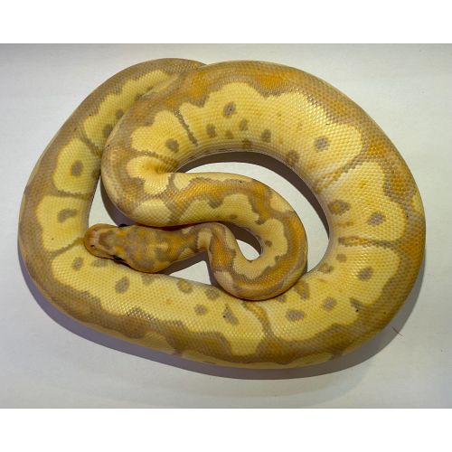 Kongepython - python regius mo