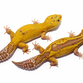 Leopardgekko - Eublepharis macularius