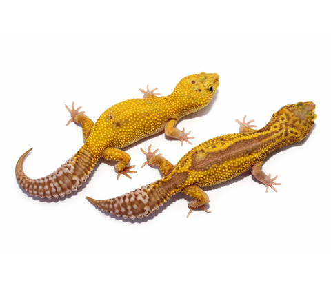 Leopardgekko - Eublepharis macularius