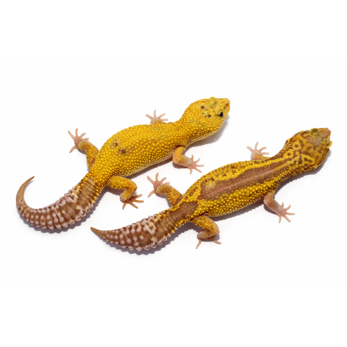 Leopardgekko - Eublepharis macularius
