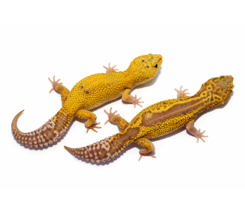 Leopardgekko - Eublepharis macularius