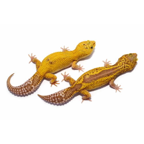 Leopardgekko - Eublepharis macularius