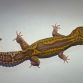Leopardgekko - Eublepharis macularius