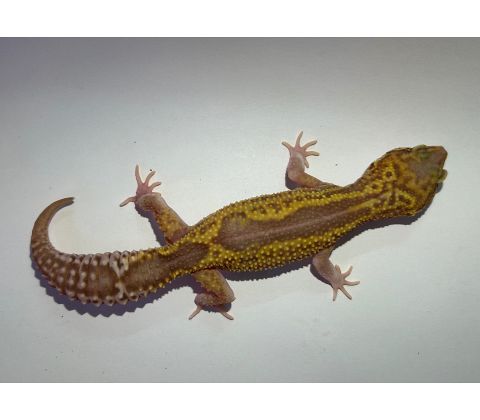 Leopardgekko - Eublepharis macularius