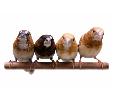 Mågefinke - Lonchura domestica