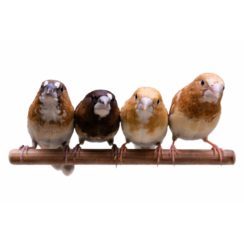 Mågefinke - Lonchura domestica