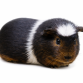 Marsvin - Cavia porcellus