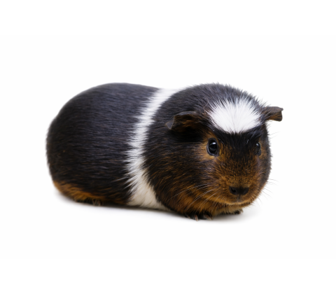 Marsvin - Cavia porcellus