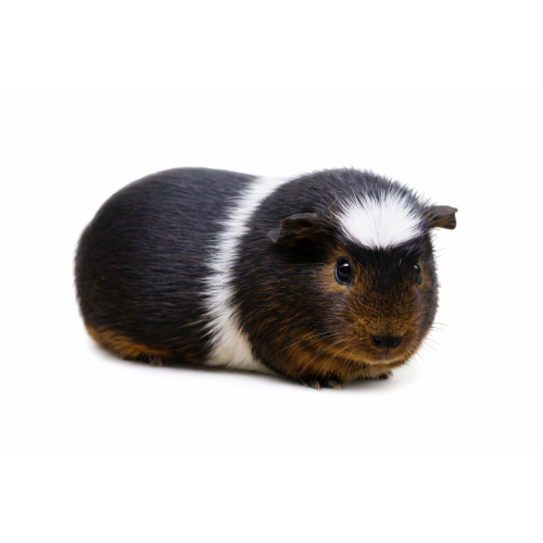 Marsvin - Cavia porcellus