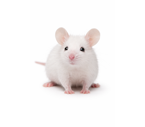 Mus - Mus musculus domestica