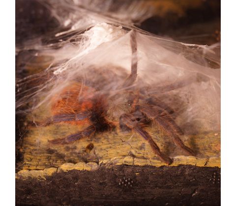 Orange bottle-fugleedderkop - Chromatopelma cyaneopubescens