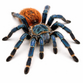 Greenbottle blue / Orangebottle blue fugleedderkop inkl. terrarie - Chromatopelma cyaneopubescens