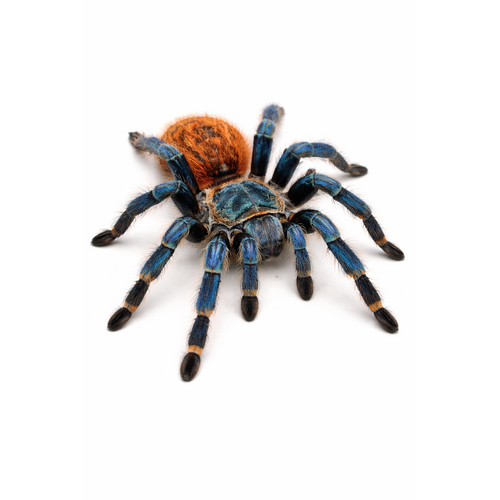Greenbottle blue / Orangebottle blue fugleedderkop inkl. terrarie - Chromatopelma cyaneopubescens