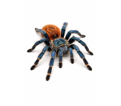 Orange bottle-fugleedderkop - Chromatopelma cyaneopubescens