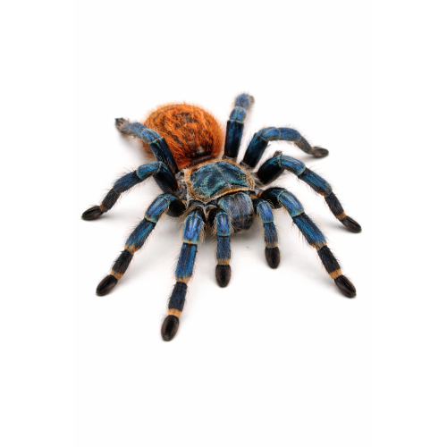 Orange bottle-fugleedderkop - Chromatopelma cyaneopubescens