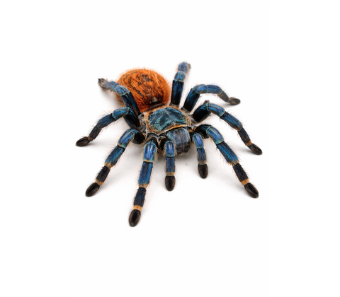 Greenbottle blue / Orangebottle blue fugleedderkop inkl. terrarie - Chromatopelma cyaneopubescens