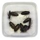 Dubia kakerlakker (Blaptica dubia) 