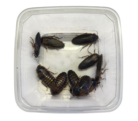Dubia kakerlakker (Blaptica dubia) 