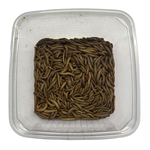 Melorme (Tenebrio molitor) 50g