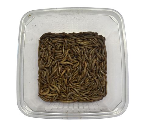 Melorme (Tenebrio molitor) 50g