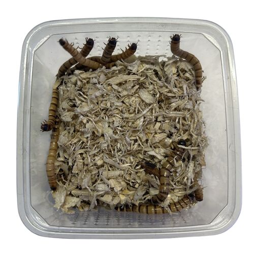 Kæmpe melorme (zophobas morio) 50g