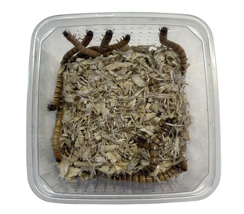 Kæmpe melorme (zophobas morio) 50g