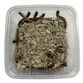 Kæmpe melorme (zophobas morio) 50g