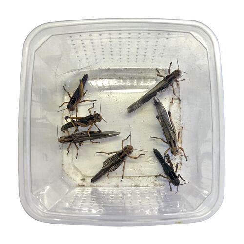 Vandregræshoppe - Locusta migratoria