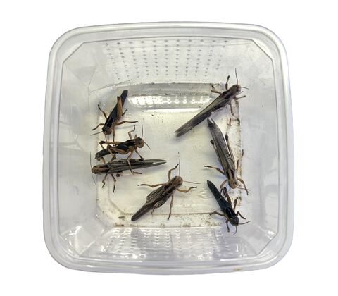 Vandregræshoppe - Locusta migratoria