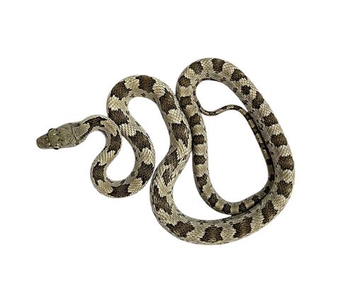 Grå rottesnog - Pantherophis obsoletus
