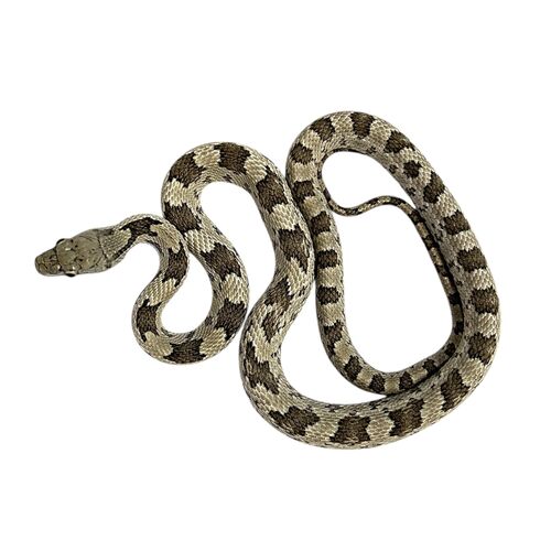 Grå rottesnog - Pantherophis obsoletus