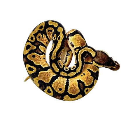 Kongepython - Python regius "Pastel"