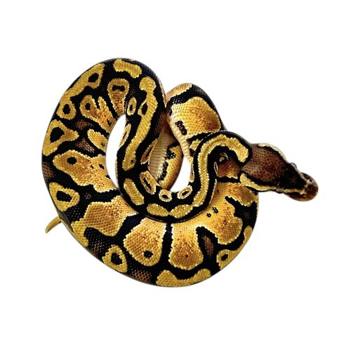 Kongepython - Python regius "Pastel"