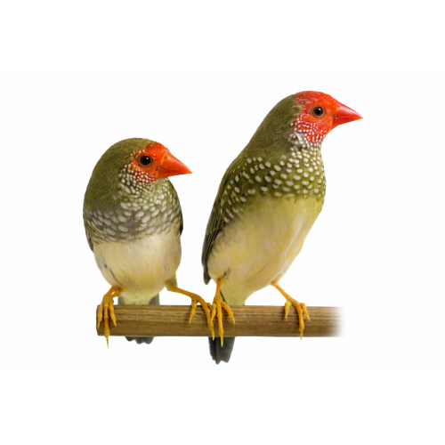 Sivastrild - Neochmia ruficauda