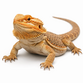 Skægagame - Pogona vitticeps