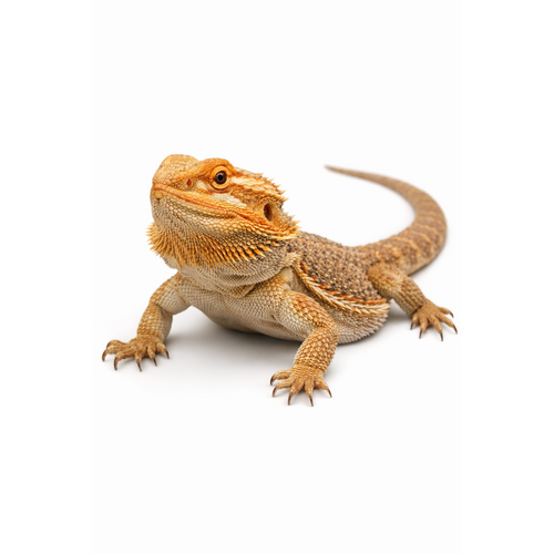 Skægagame - Pogona vitticeps