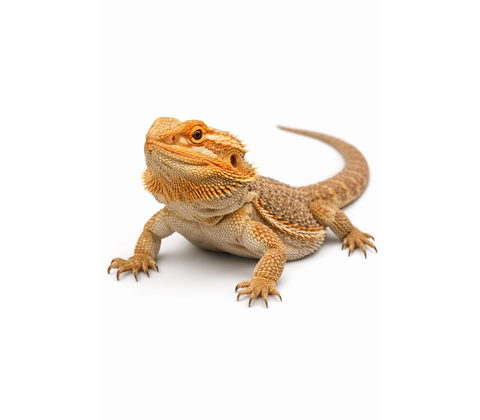 Skægagame - Pogona vitticeps