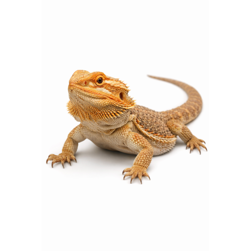 skægagame - Pogona vitticeps