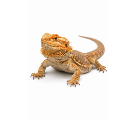 skægagame - Pogona vitticeps