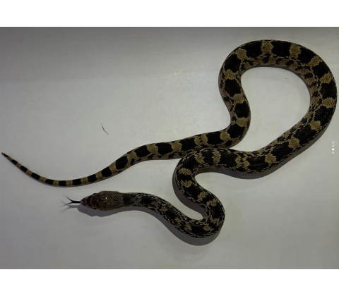 Tyresnog - Pituophis catenifer catenifer